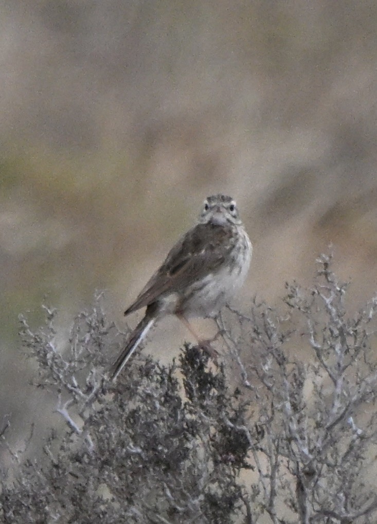 Bisbita Australiano - ML646507536