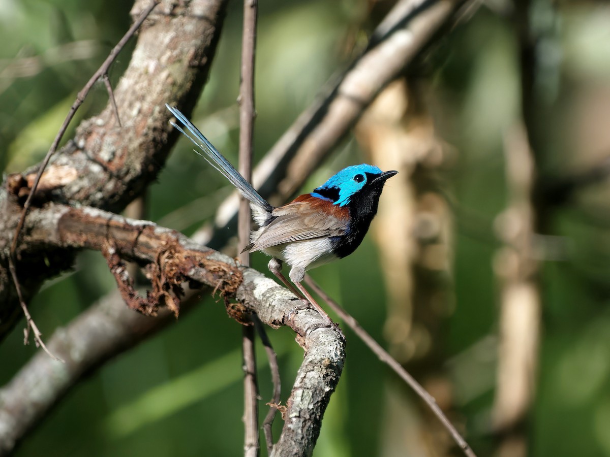 タサイオーストラリアムシクイ - ML646507537