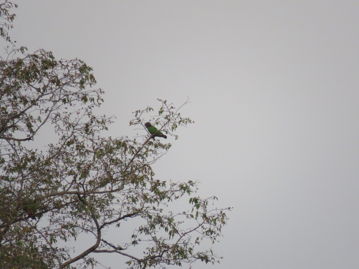 papoušek senegalský - ML646507538