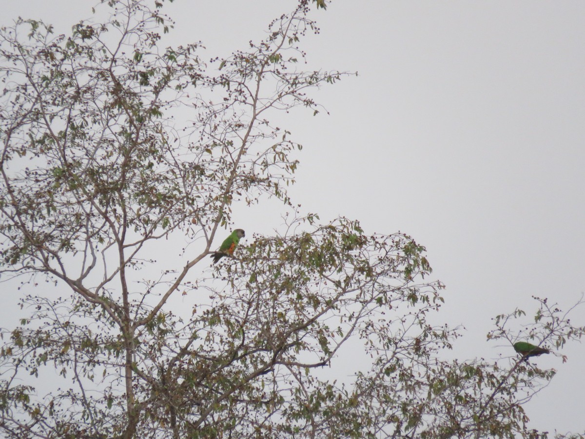 papoušek senegalský - ML646507539