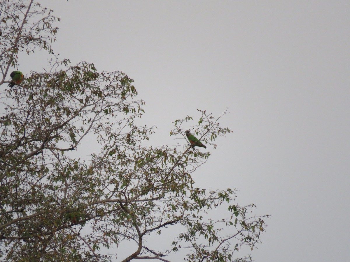 papoušek senegalský - ML646507540