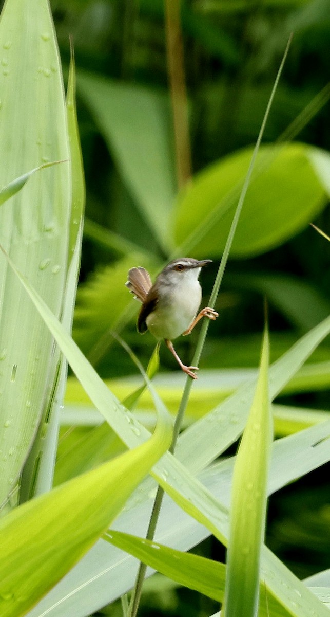 Rufescent Prinia - ML646507542