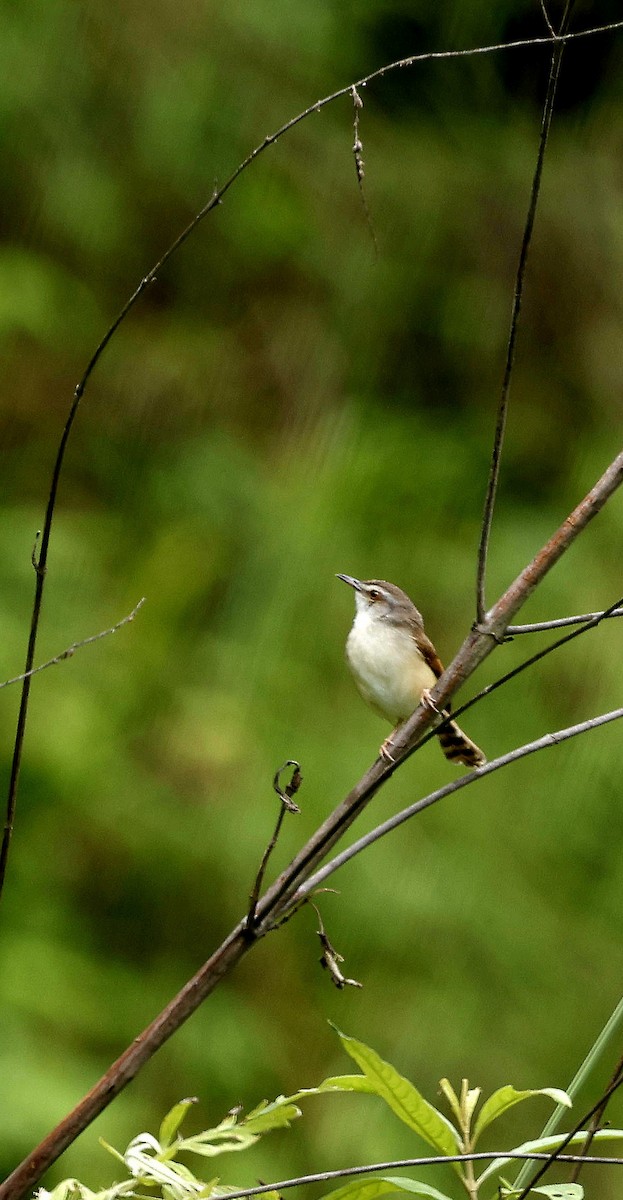 Rufescent Prinia - ML646507543
