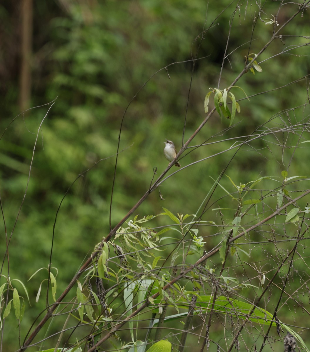 Rufescent Prinia - ML646507544