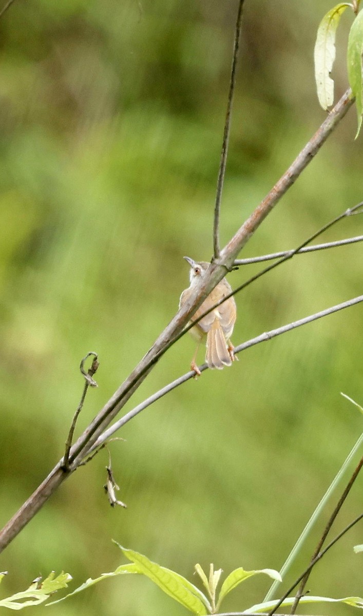 Rufescent Prinia - ML646507545