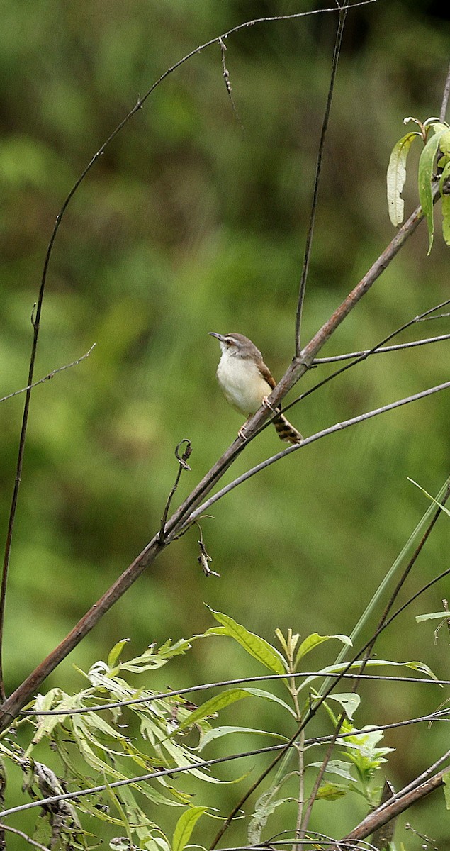 Rufescent Prinia - ML646507546