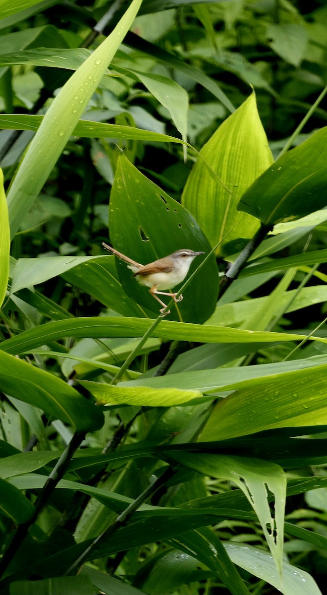 Rufescent Prinia - ML646507547