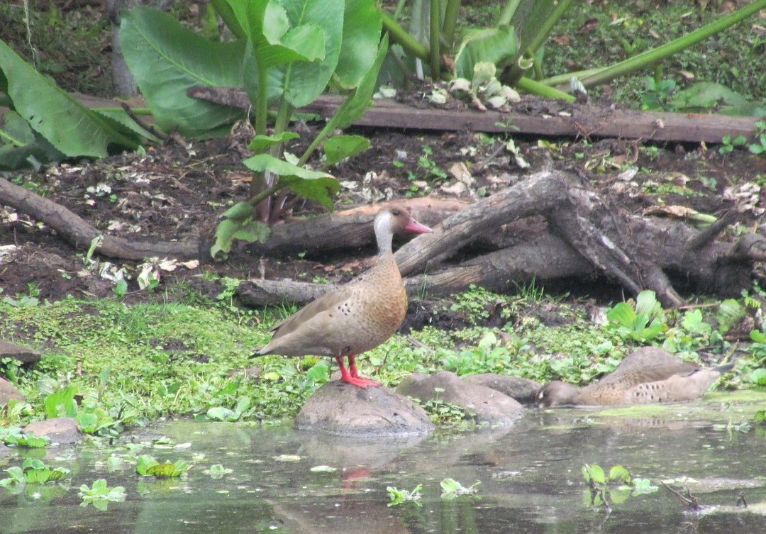 Чирянка бразильська - ML646507553