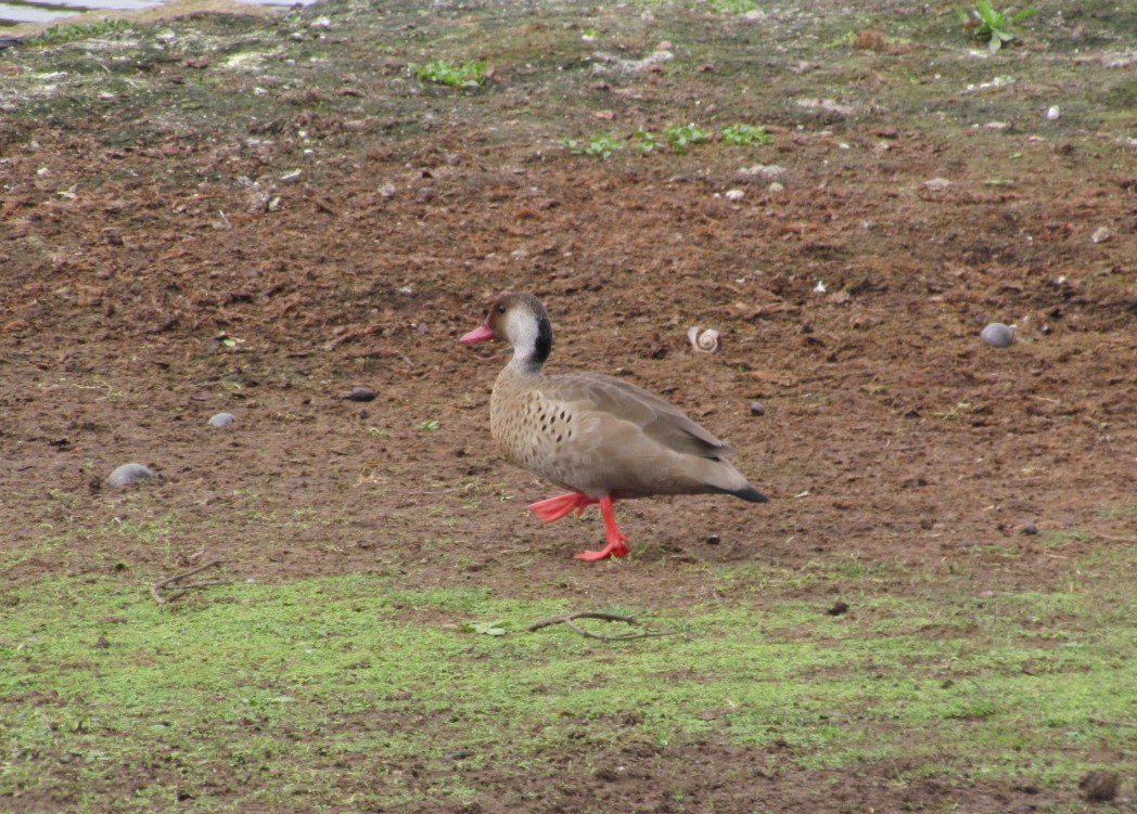 Чирянка бразильська - ML646507554