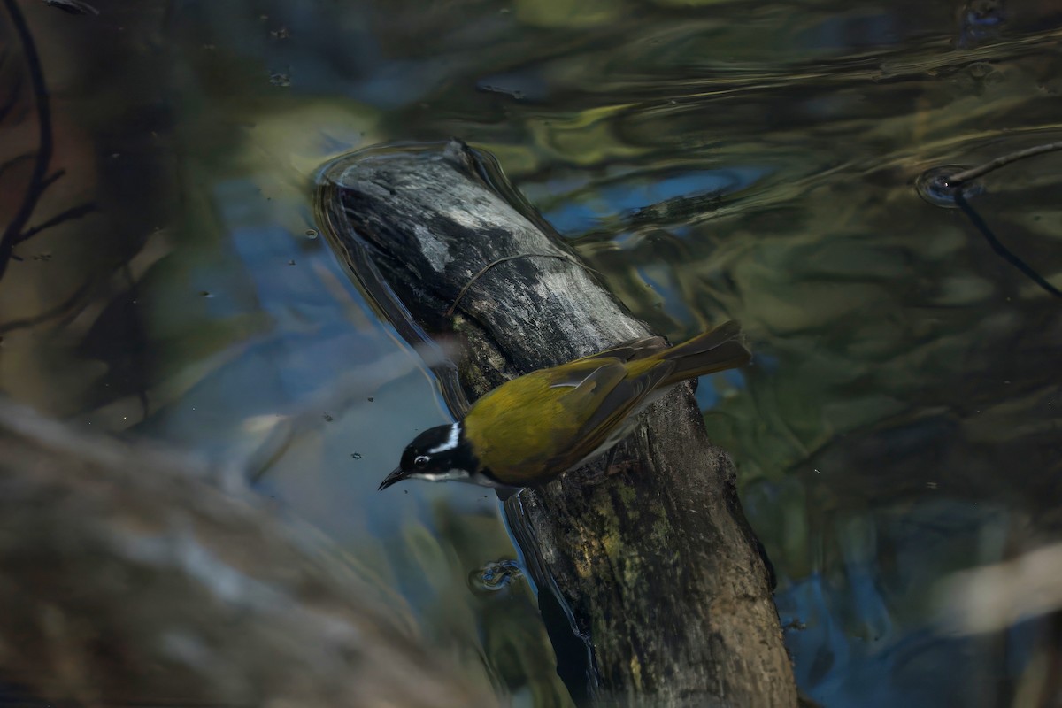 ノドジロハチマキミツスイ - ML646507558