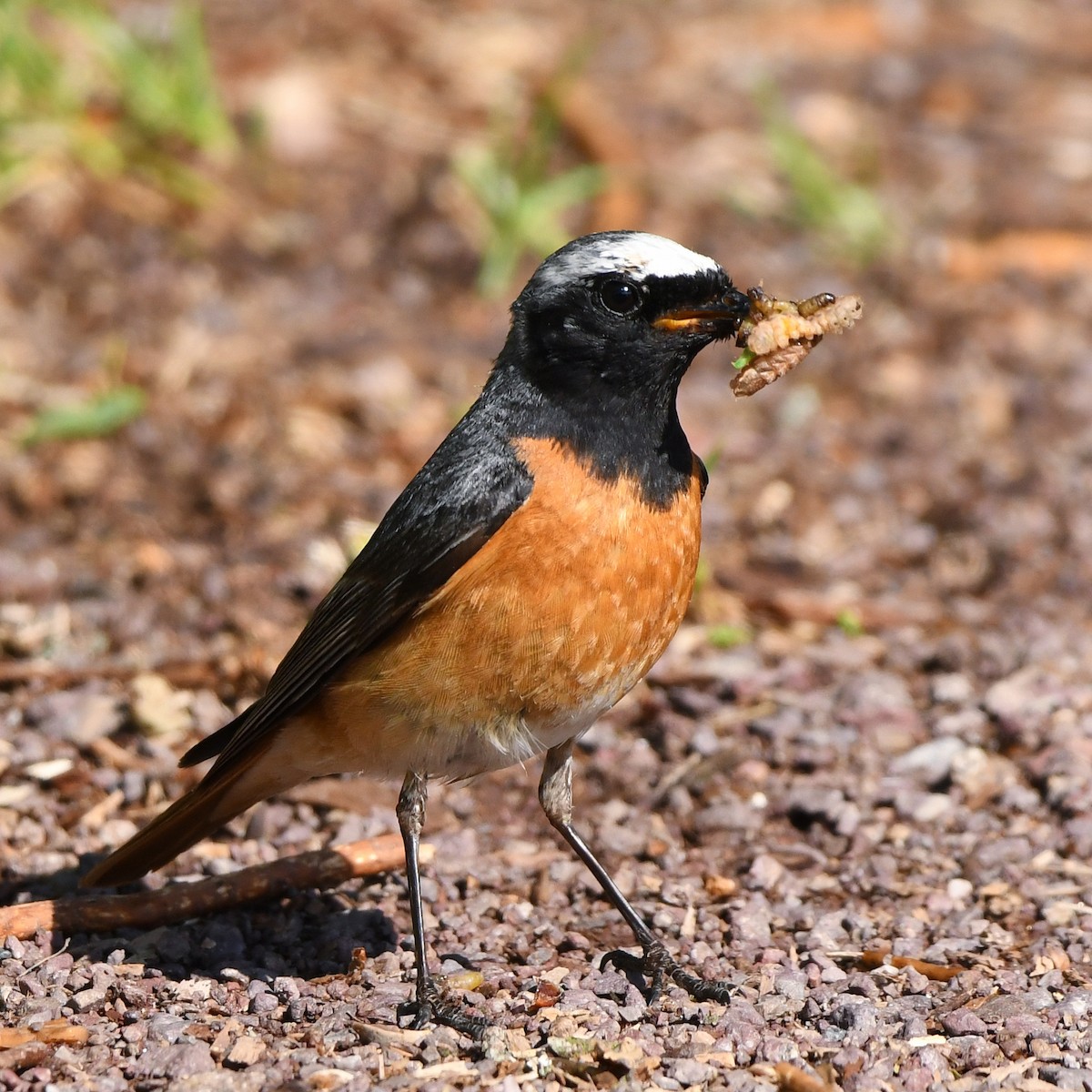 rødstjert - ML646507560