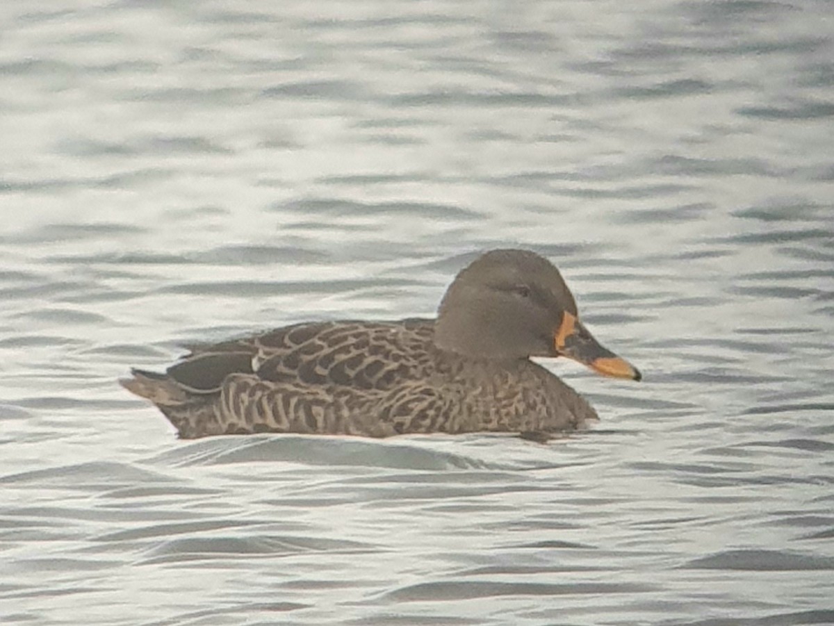 Крижень жовтодзьобий х звичайний - ML646507562