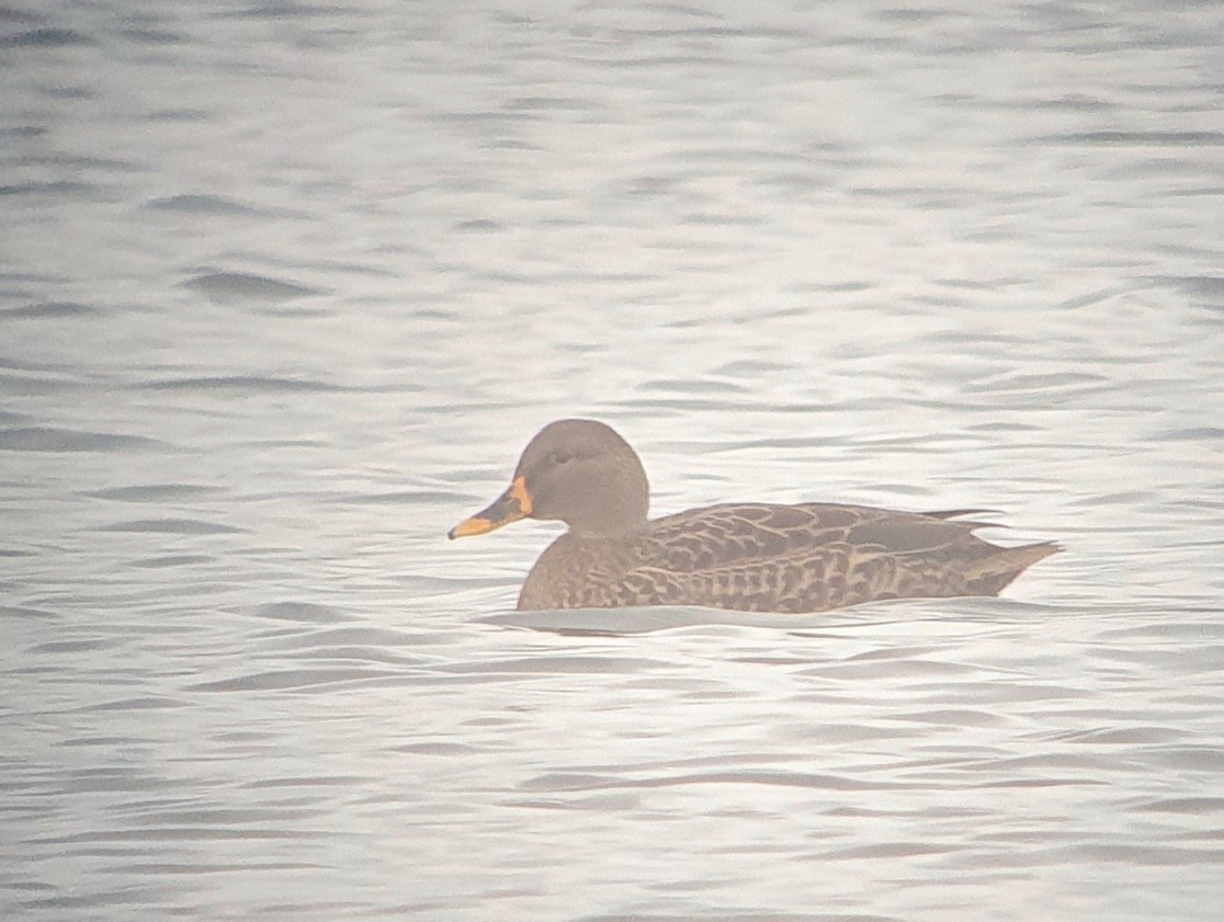 Крижень жовтодзьобий х звичайний - ML646507563