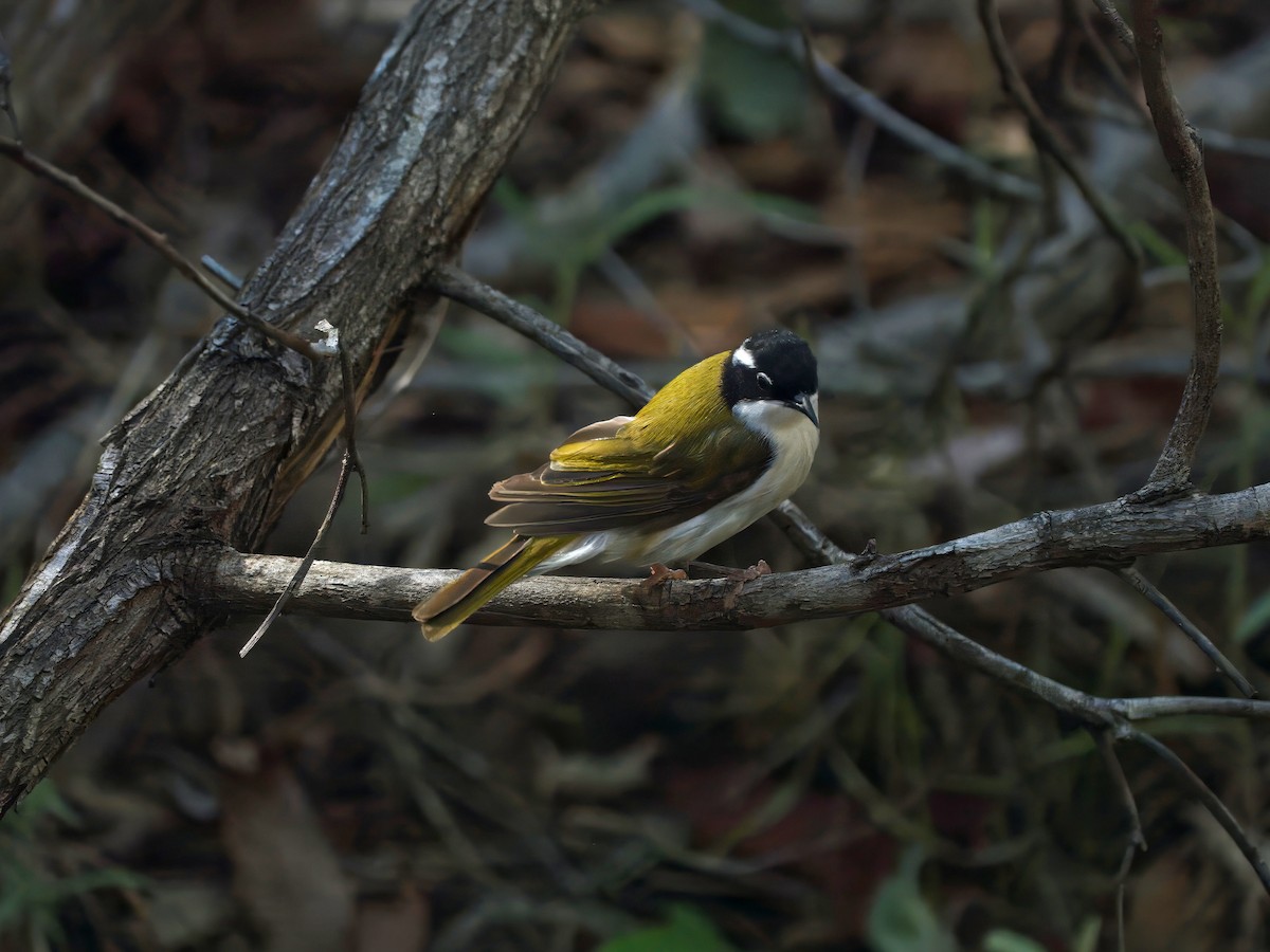 ノドジロハチマキミツスイ - ML646507565