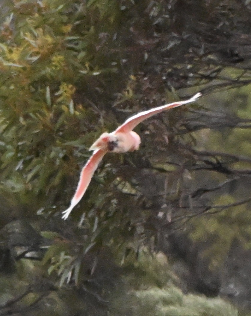 Cacatú Abanderada - ML646507568