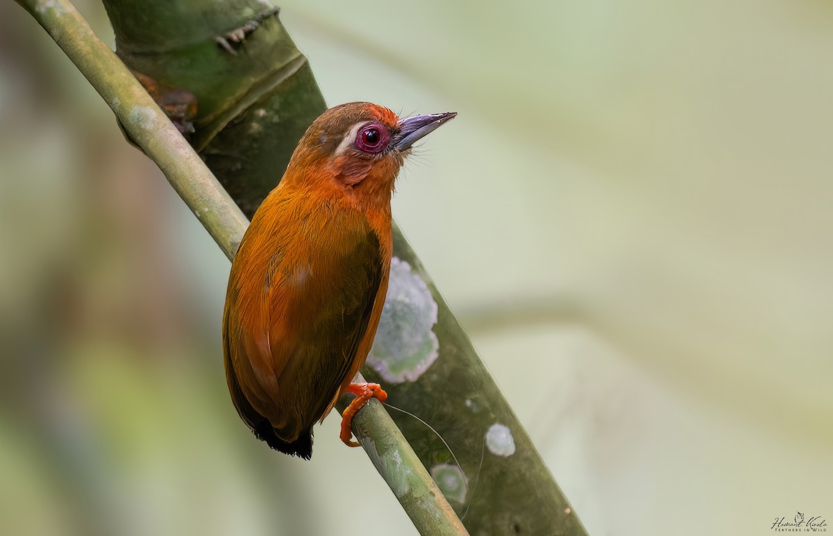 White-browed Piculet - ML646507569