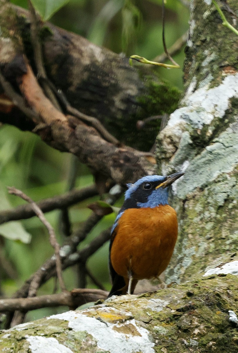 Blue-capped Rock-Thrush - ML646507570