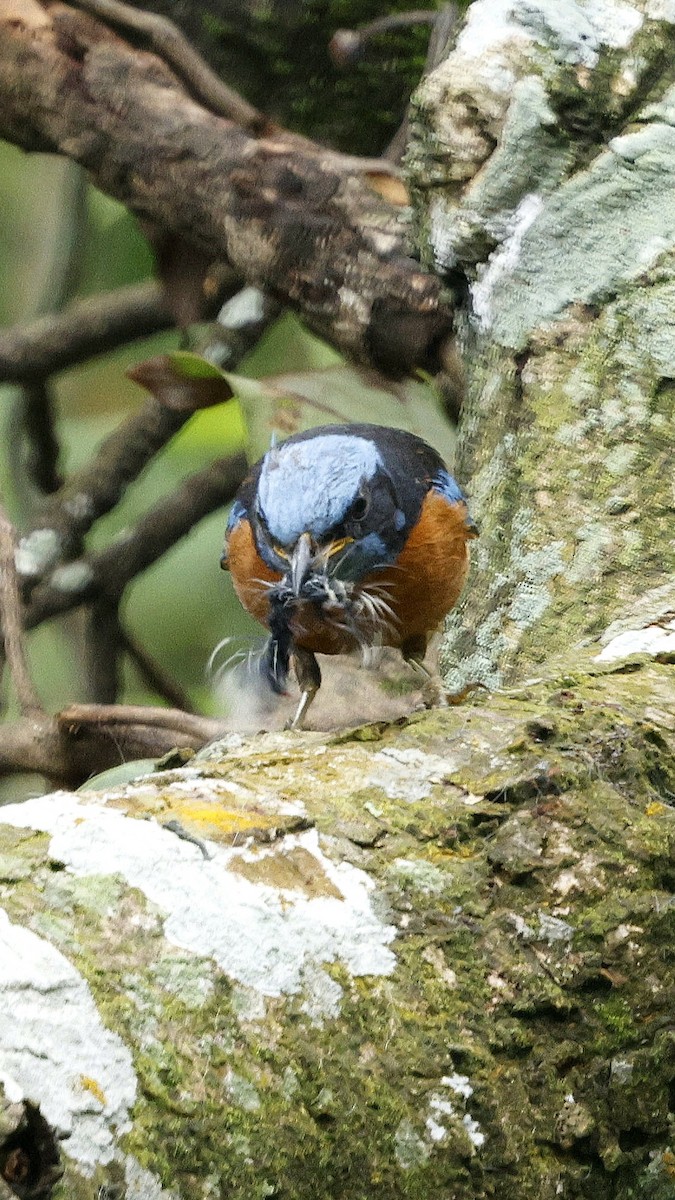 Blue-capped Rock-Thrush - ML646507571
