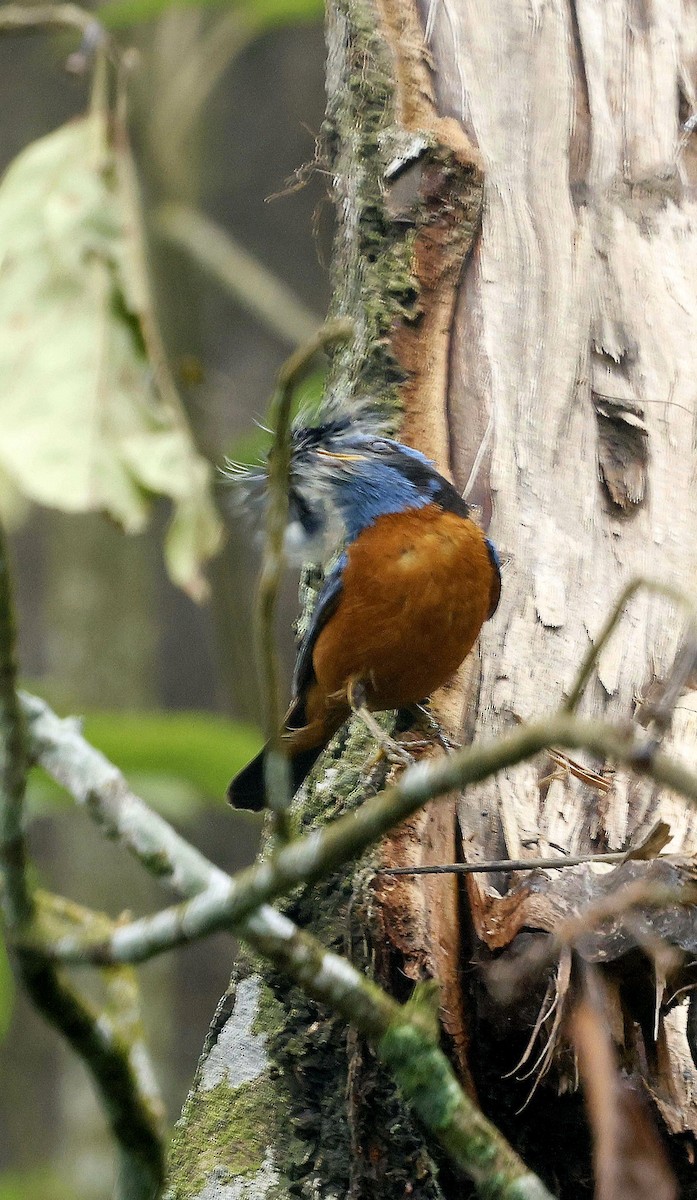 Blue-capped Rock-Thrush - ML646507572