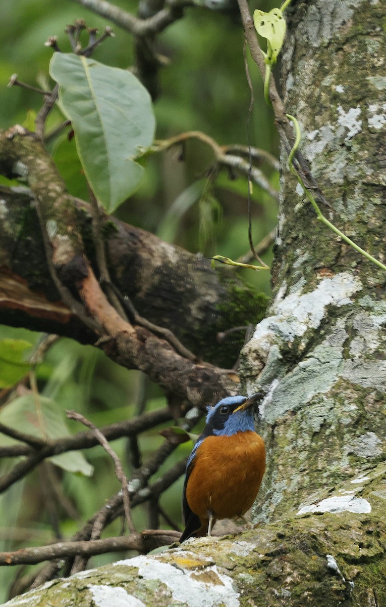 Blue-capped Rock-Thrush - ML646507573