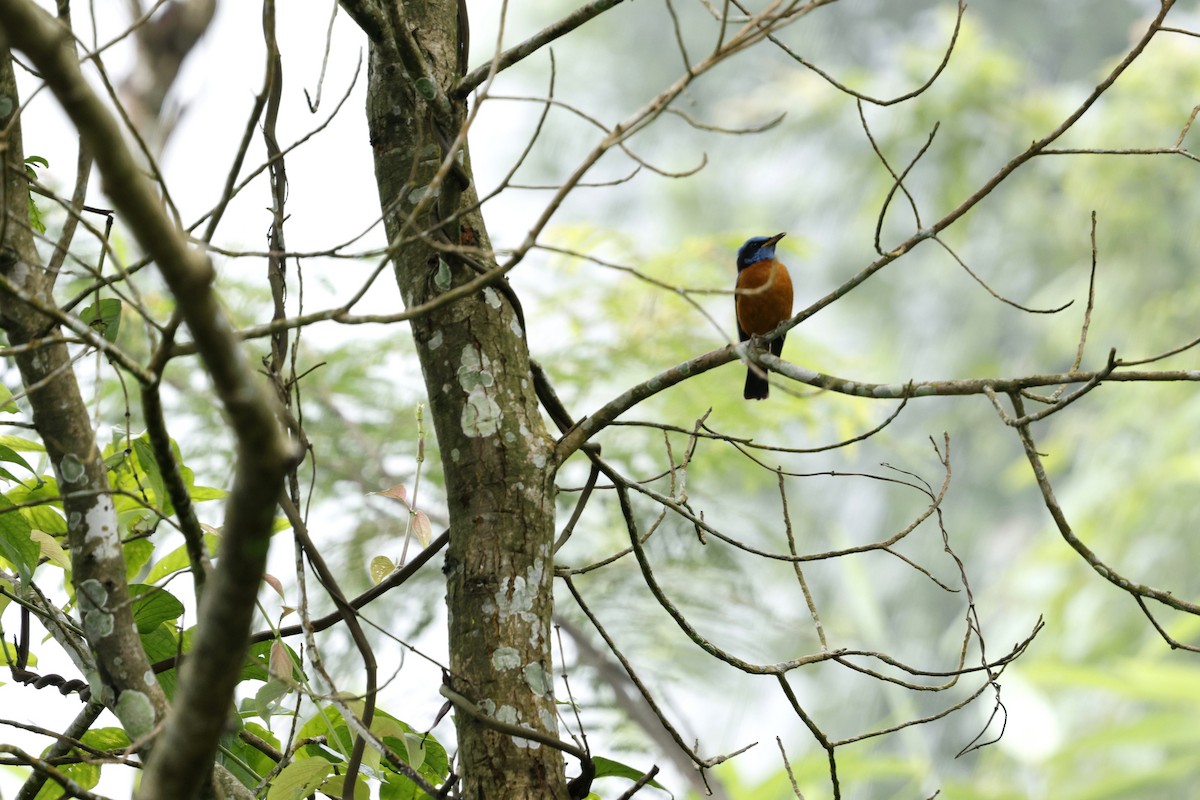 Blue-capped Rock-Thrush - ML646507574
