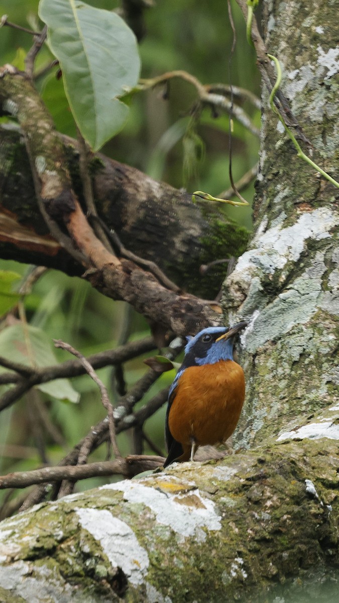 Blue-capped Rock-Thrush - ML646507575