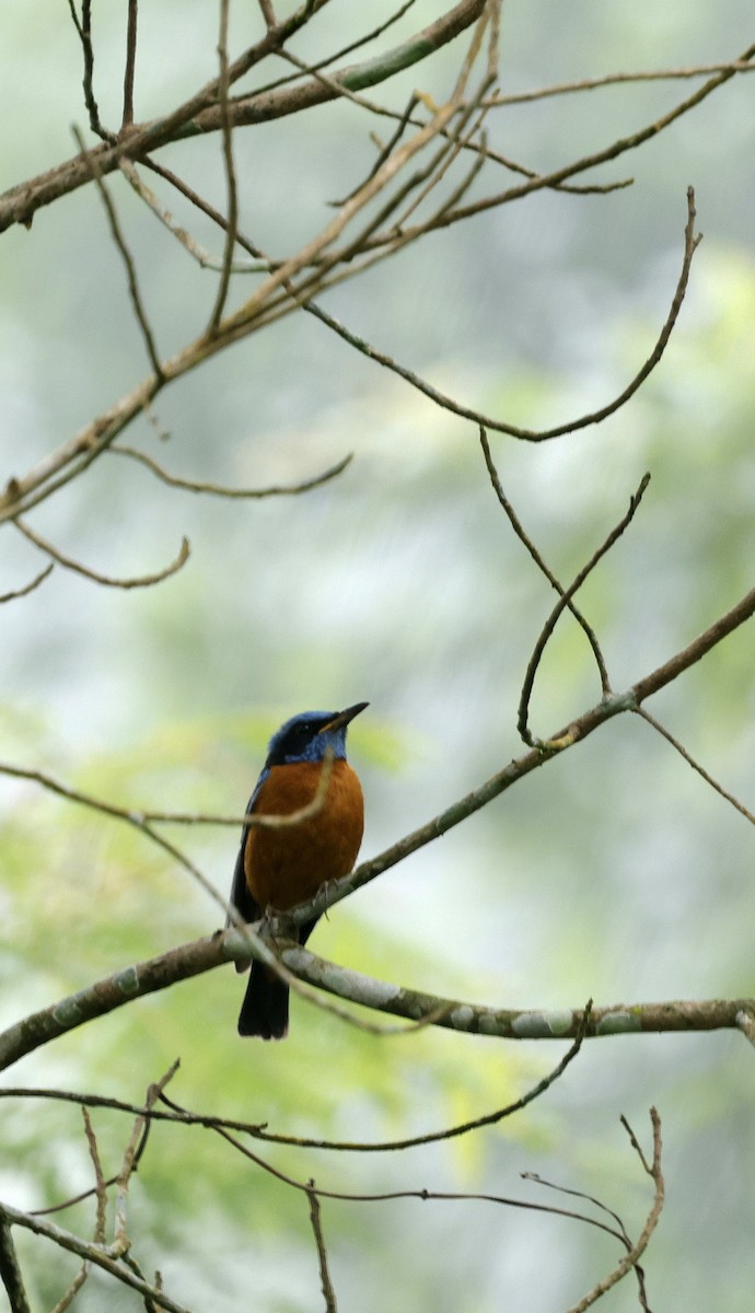 Blue-capped Rock-Thrush - ML646507576