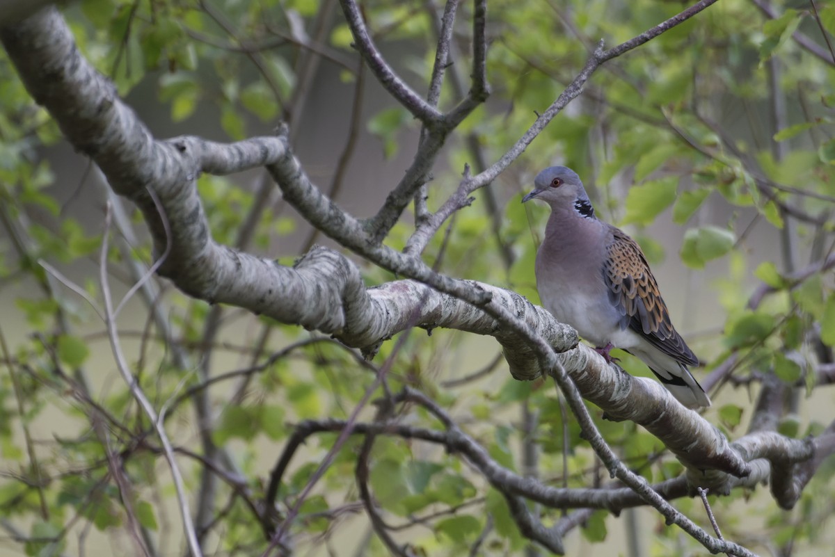 Tórtola Europea - ML646507587