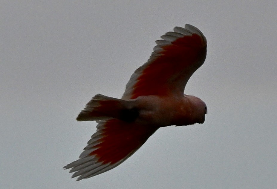 Cacatú Abanderada - ML646507588