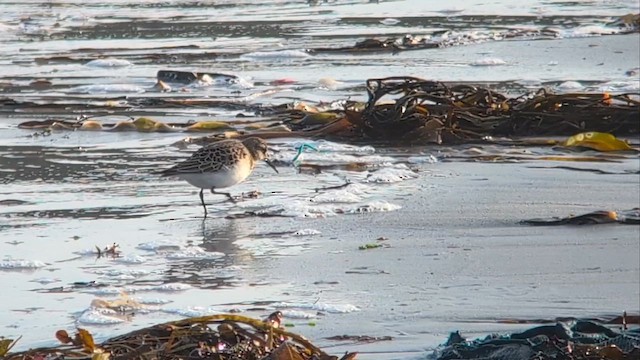 Baird's Sandpiper - ML646507594