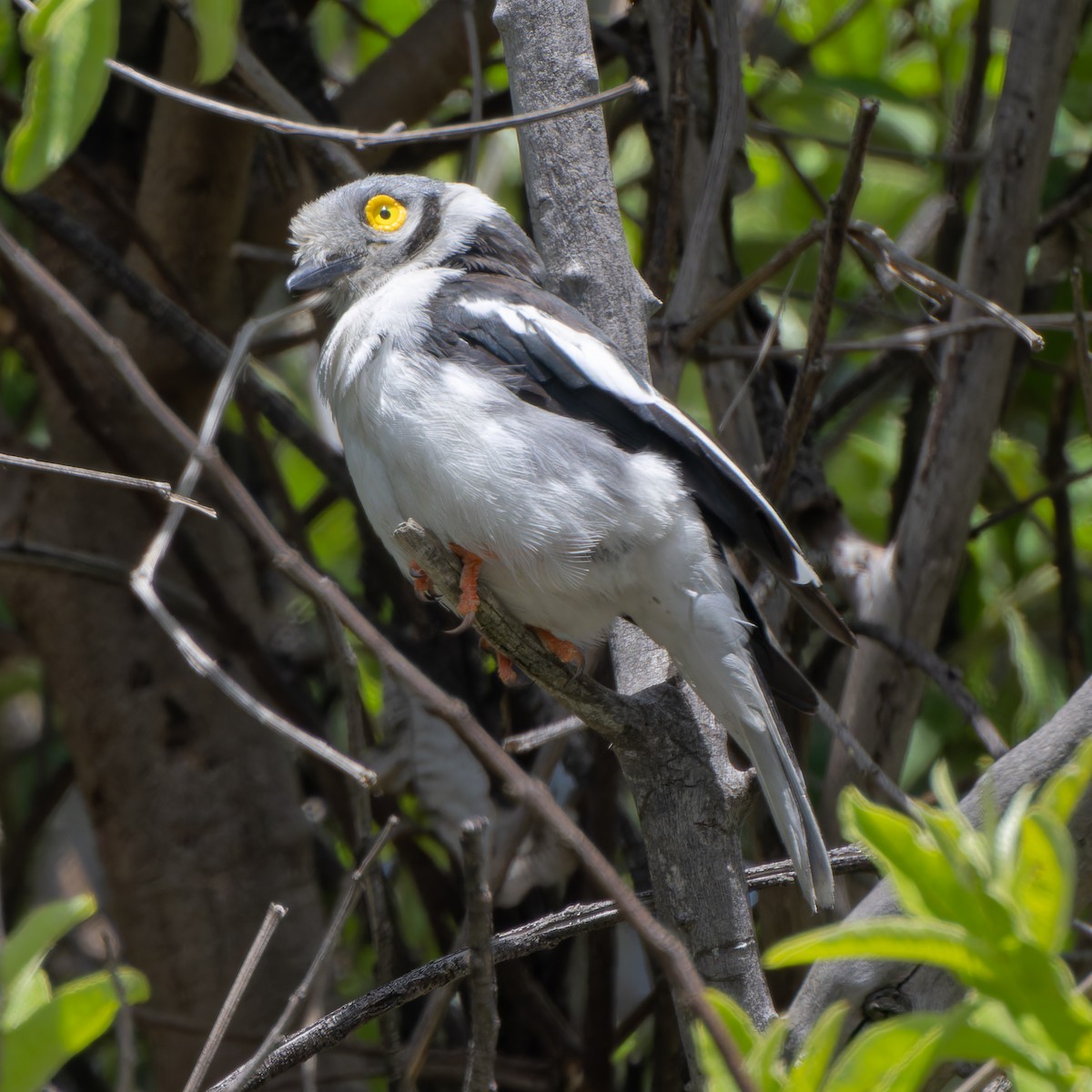 White-crested Helmetshrike - ML646507602