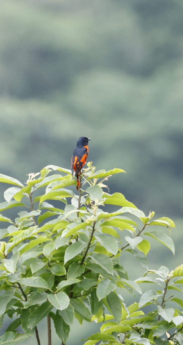 Scarlet Minivet - ML646507603