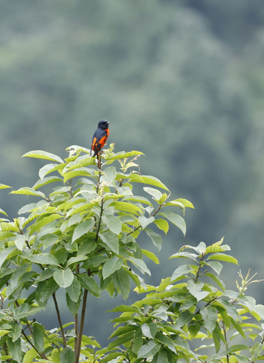 Scarlet Minivet - ML646507604