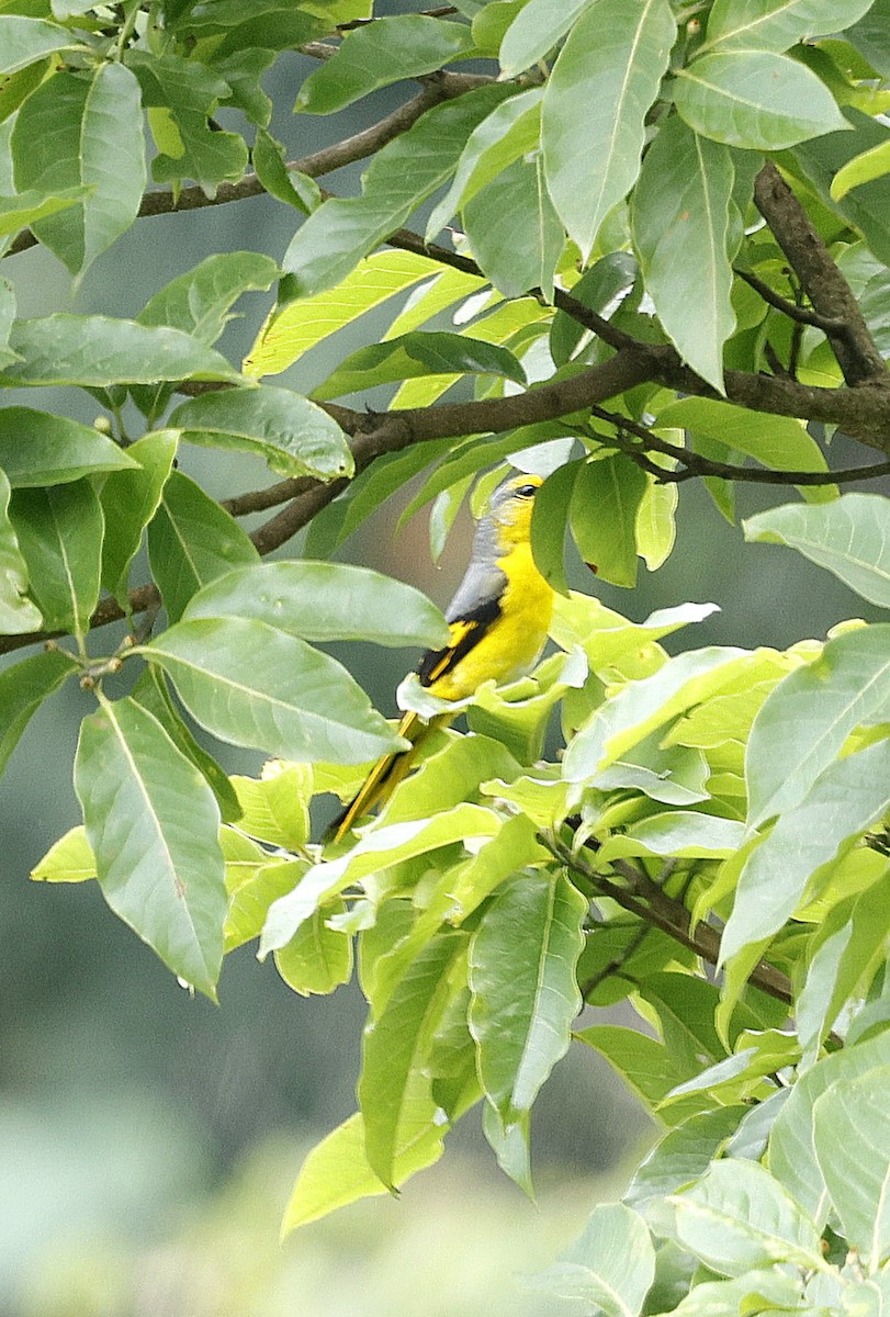 Scarlet Minivet - ML646507605