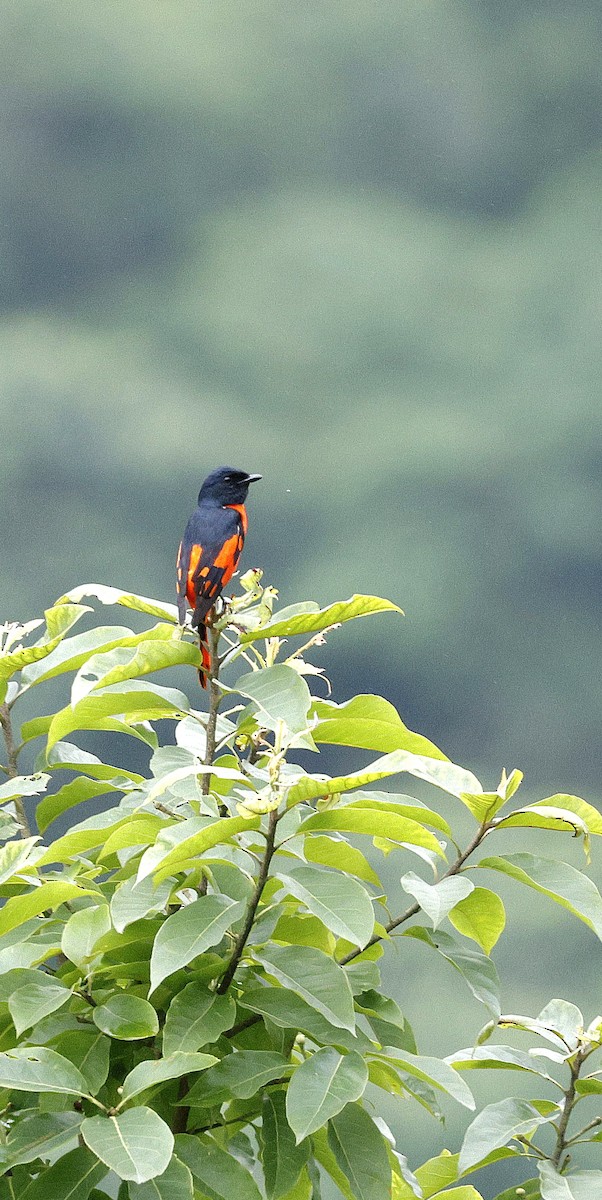Scarlet Minivet - ML646507606