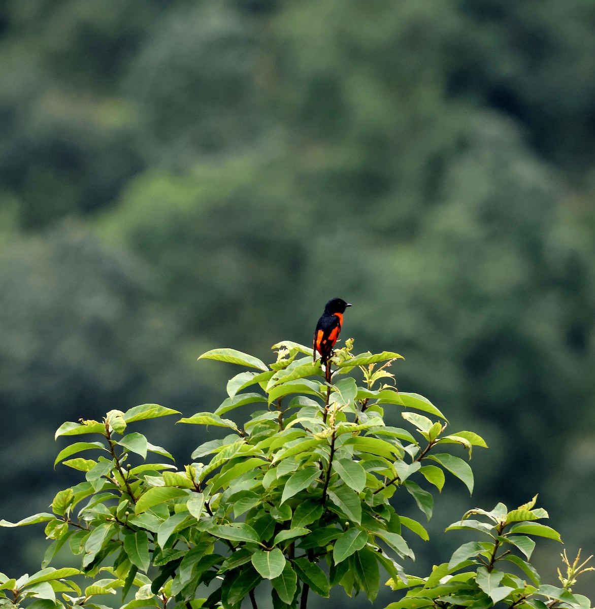 Scarlet Minivet - ML646507608