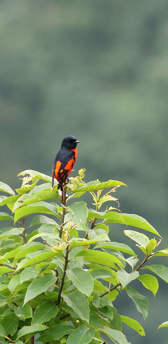 Scarlet Minivet - ML646507609