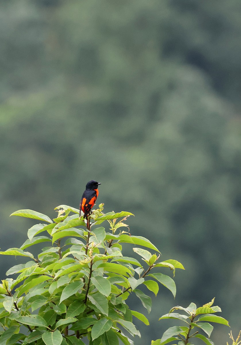 Scarlet Minivet - ML646507610