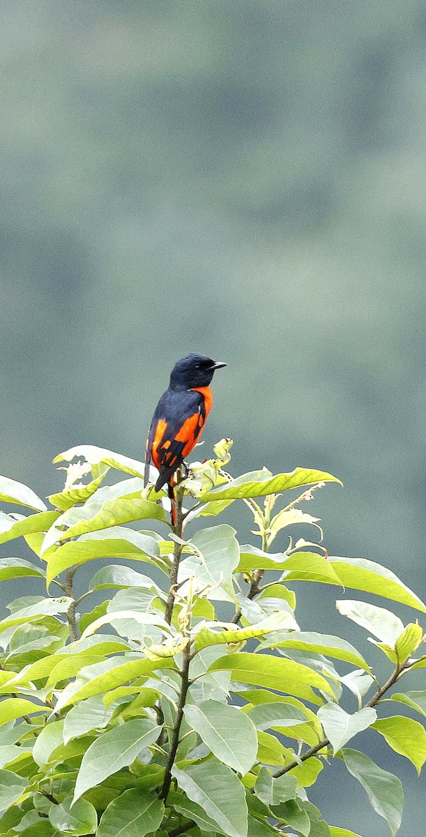 Scarlet Minivet - ML646507611