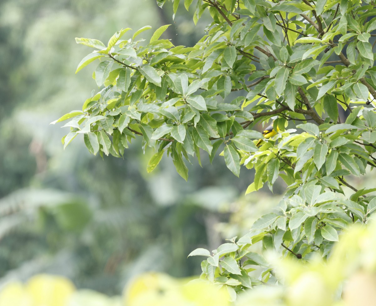 Scarlet Minivet - ML646507612