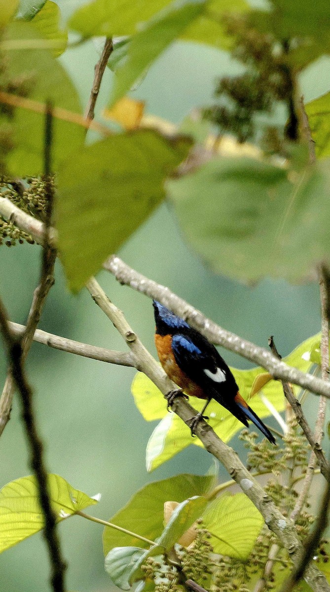 Blue-capped Rock-Thrush - ML646507617