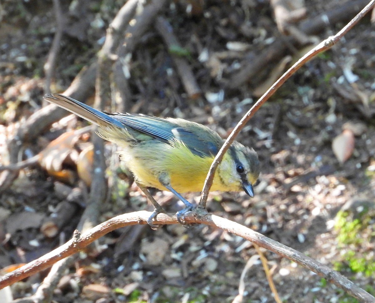 sýkora modřinka - ML646507618