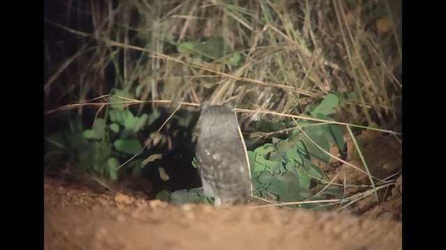 Пугач сірий - ML646507619