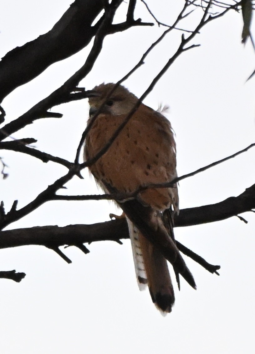 Cernícalo Australiano - ML646507620
