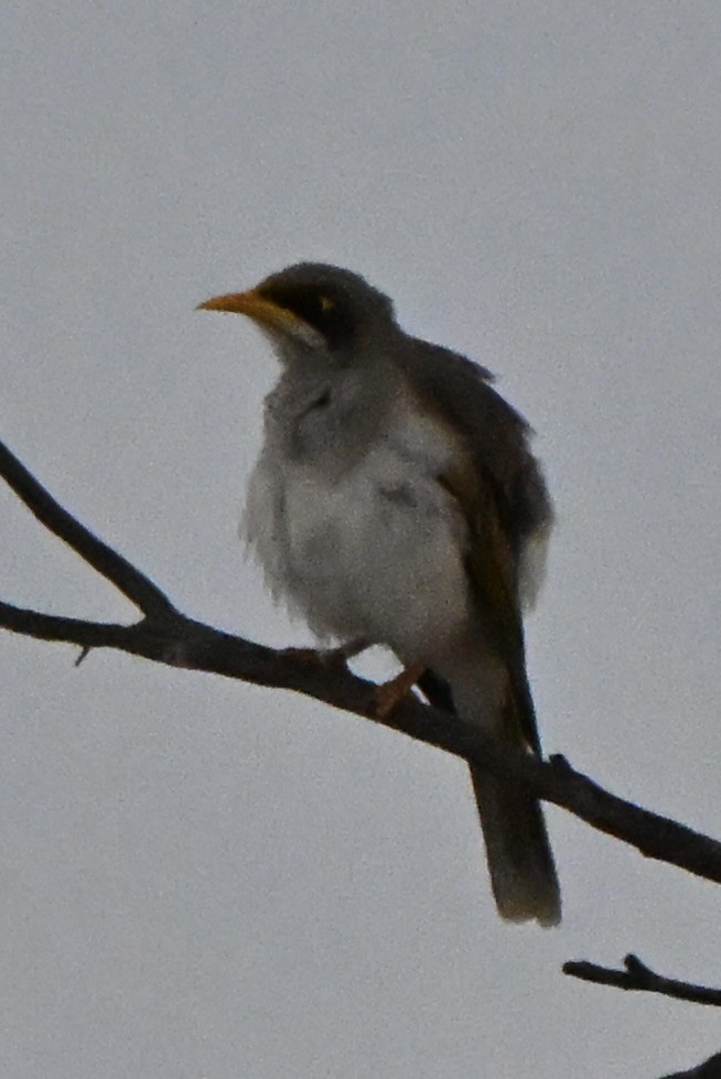 Mielero Goligualdo - ML646507639