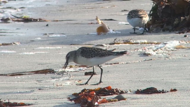 Curlew Sandpiper - ML646507658