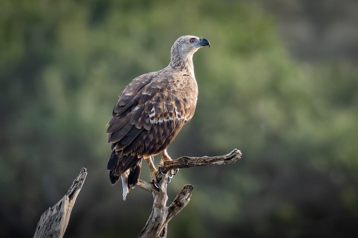 Gray-headed Fish-Eagle - ML646507663