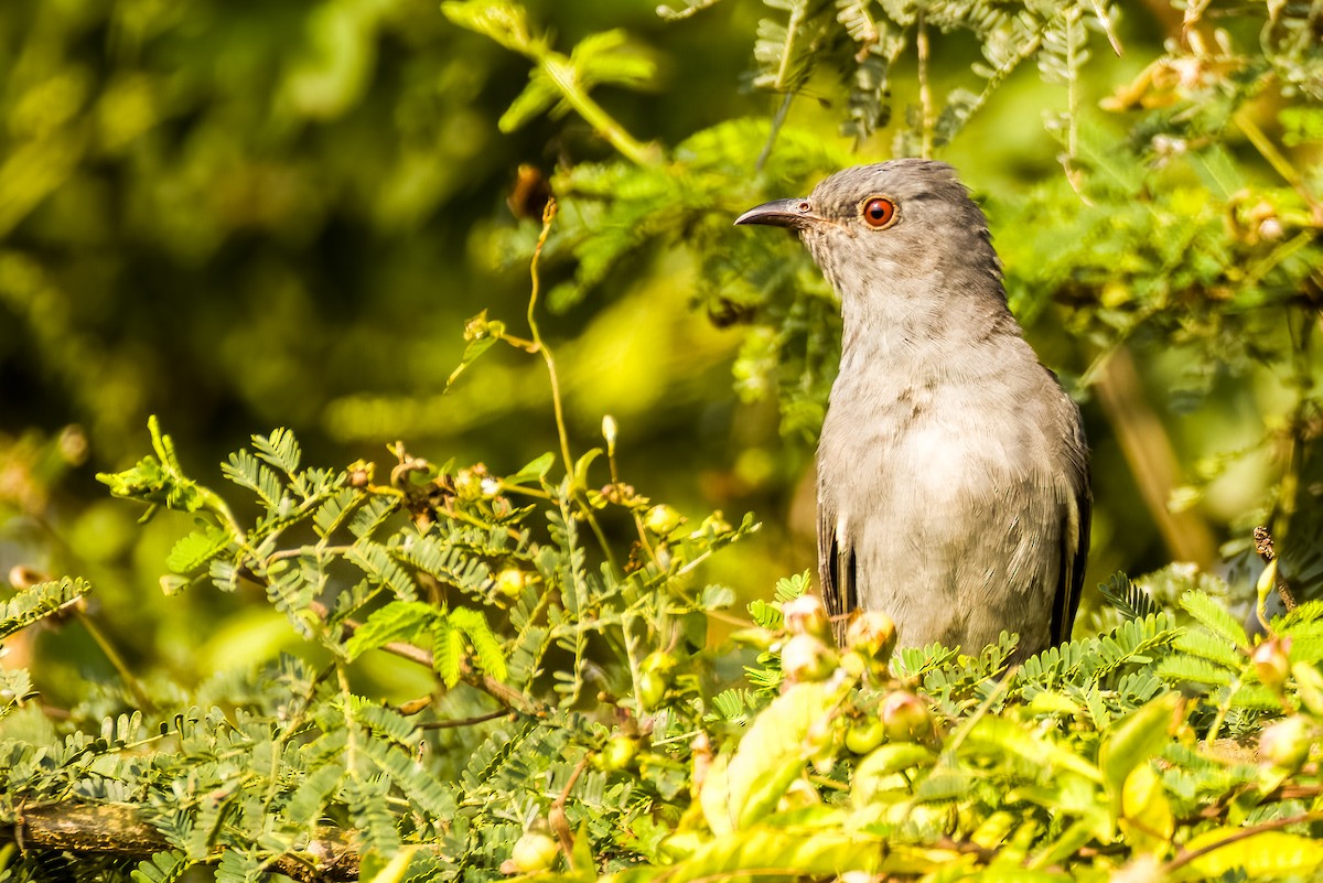 Gray-bellied Cuckoo - ML646507665