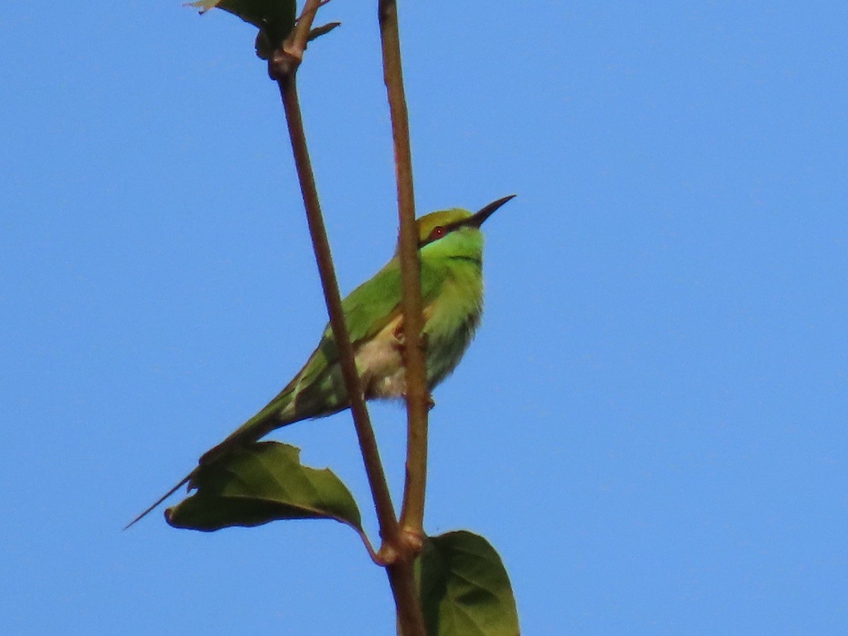 Abejaruco Esmeralda Oriental - ML646507666