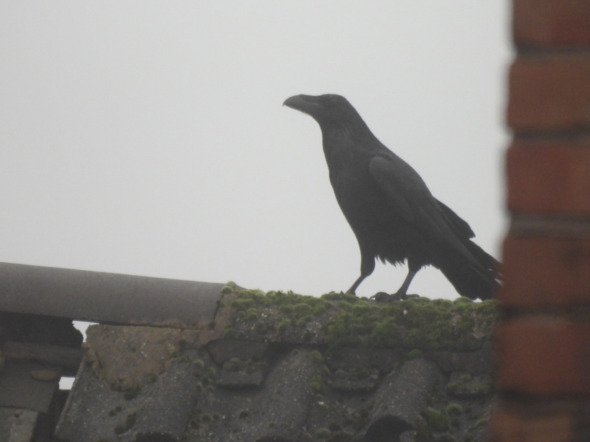 Kolkrabe - ML646507668